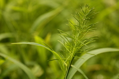 Paspalum repens