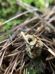 Pseudoinonotus dryadeus