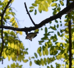 Ficedula hypoleuca