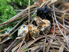 Pseudoinonotus dryadeus