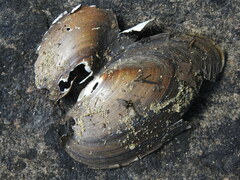 Pyganodon grandis