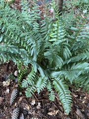 Polystichum acrostichoides