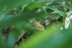 Rana japonica