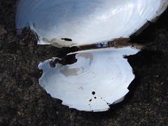 Pyganodon grandis