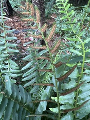 Polystichum acrostichoides