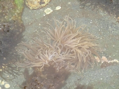 Anemonia viridis