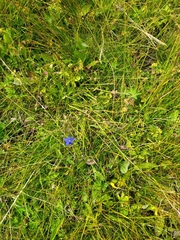 Gentiana bavarica bavarica