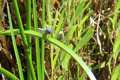 Pachydiplax longipennis