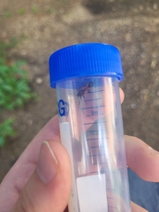 Lygaeus reclivatus