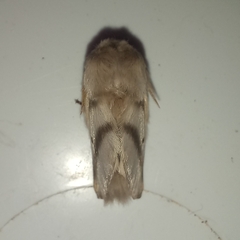 Bombycomorpha bifascia