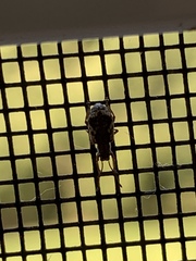 Pseudoedophrys hilleri