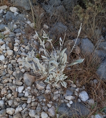 Pentanema verbascifolium