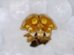 Calvia quindecimguttata