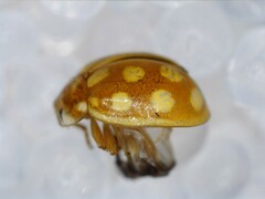 Calvia quindecimguttata