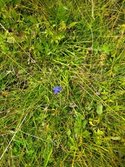 Gentiana bavarica bavarica