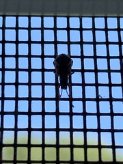 Pseudoedophrys hilleri