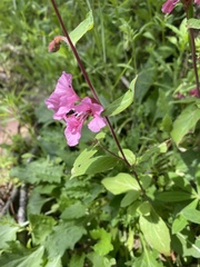 Clarkia pulchella