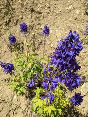 Delphinium