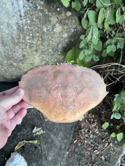 Metacarcinus magister