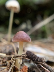 Marasmius elegans