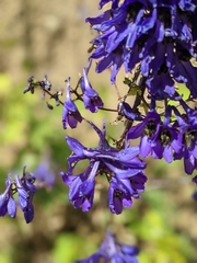 Delphinium