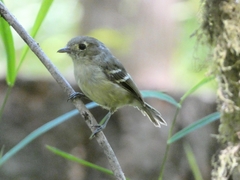 Vireo huttoni