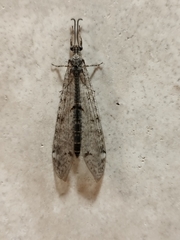 Distoleon tetragrammicus