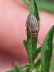 Ophraella communa