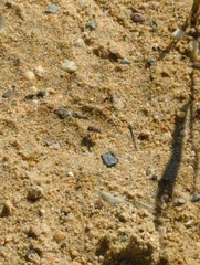 Cicindela
