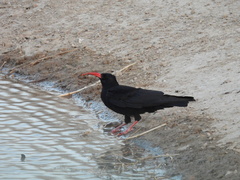 Pyrrhocorax pyrrhocorax