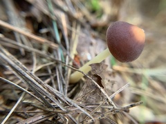 Marasmius elegans