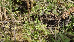 Selaginella apoda
