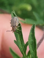 Ophraella communa