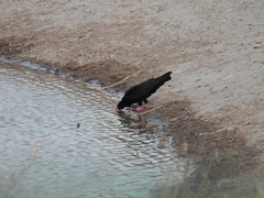 Pyrrhocorax pyrrhocorax