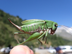 Decticus verrucivorus