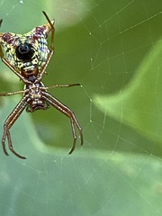 Micrathena sagittata