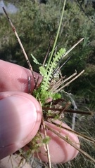 Selaginella apoda
