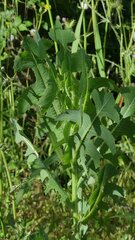 Lactuca serriola