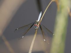 Hemistigma albipunctum