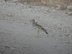 Burhinus oedicnemus