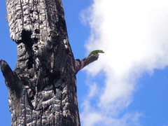 Anolis carolinensis