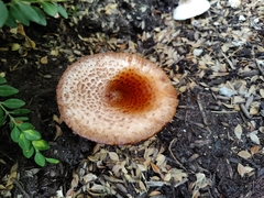 Leucoagaricus americanus