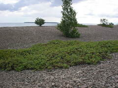 Arctostaphylos uva-ursi