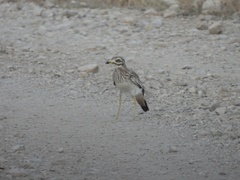 Burhinus oedicnemus