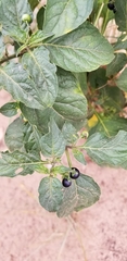 Solanum nigrum