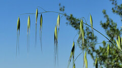 Avena sterilis