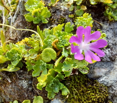 Primula minima
