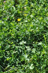 Ranunculus