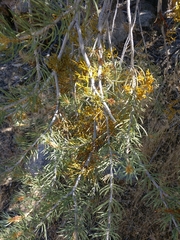 Arceuthobium divaricatum