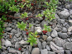 Arctostaphylos uva-ursi
